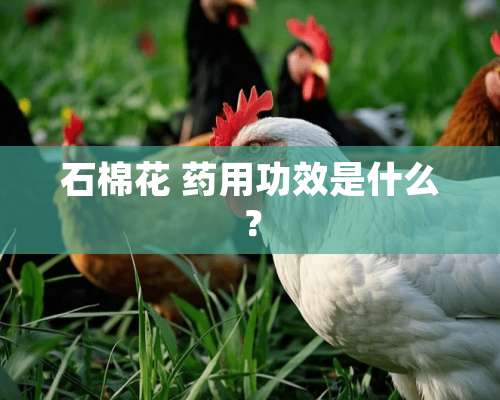 石棉花 药用功效是什么？