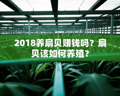 2018养扇贝赚钱吗？扇贝该如何养殖？