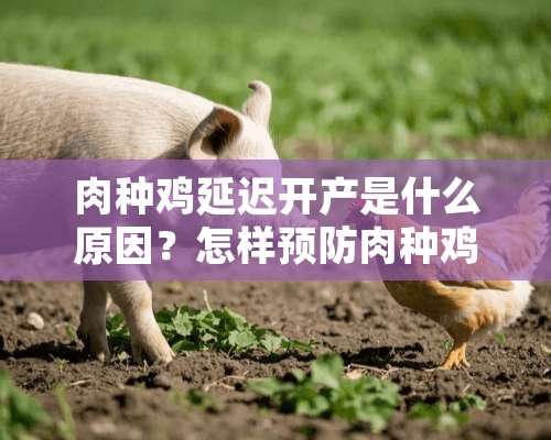 肉种鸡延迟开产是什么原因？怎样预防肉种鸡开产延迟