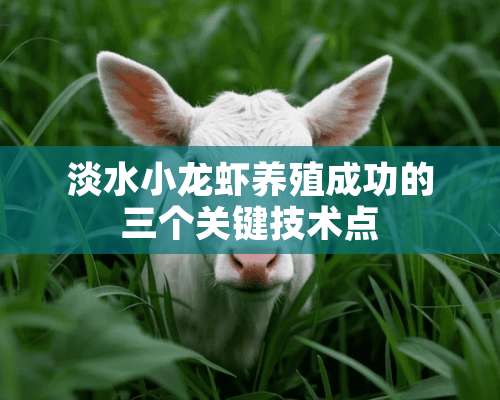 淡水小龙虾养殖成功的三个关键技术点