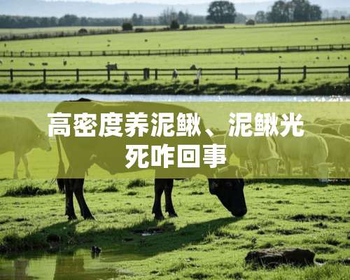 高密度养泥鳅、泥鳅光死咋回事