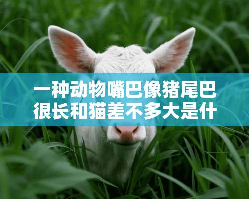 一种动物嘴巴像猪尾巴很长和猫差不多大是什么动物