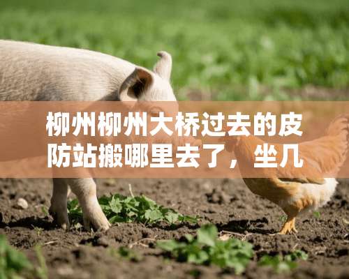 柳州柳州大桥过去的皮防站搬哪里去了，坐几路车？