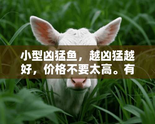 小型凶猛鱼，越凶猛越好，价格不要太高。有哪些？