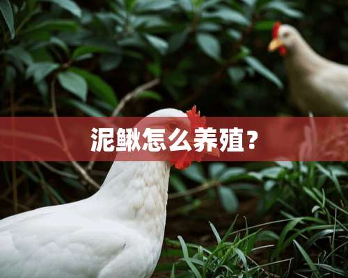 泥鳅怎么养殖？