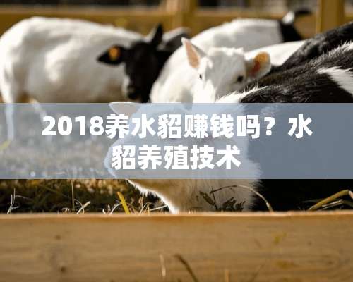 2018养水貂赚钱吗？水貂养殖技术