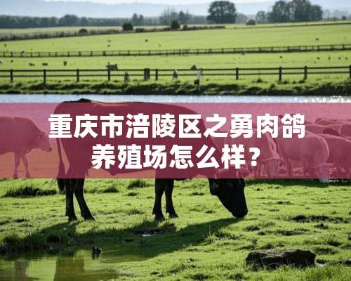 重庆市涪陵区之勇肉鸽养殖场怎么样？