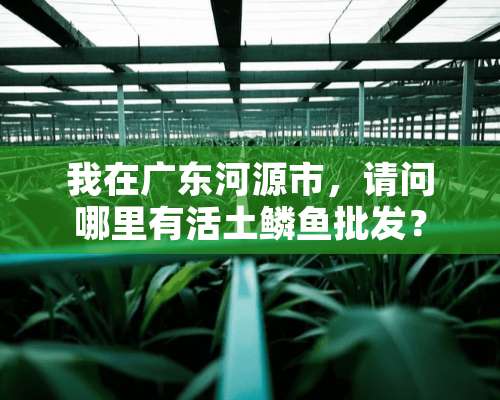 我在广东河源市，请问哪里有活土鳞鱼批发？