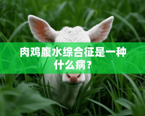 肉鸡腹水综合征是一种什么病？