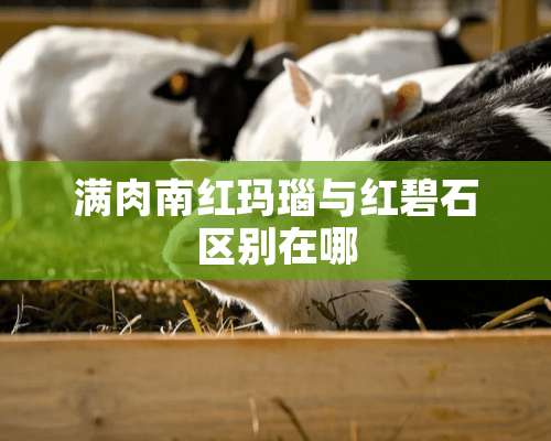 满肉南红玛瑙与红碧石区别在哪