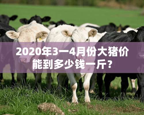 2020年3一4月份大猪价能到多少钱一斤？