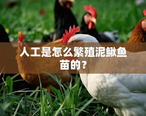 人工是怎么繁殖泥鳅鱼苗的？