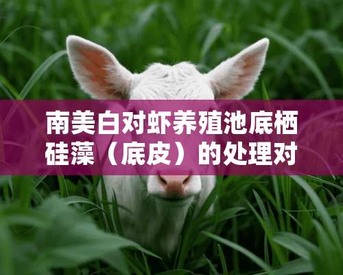 南美白对虾养殖池底栖硅藻（底皮）的处理对策分析