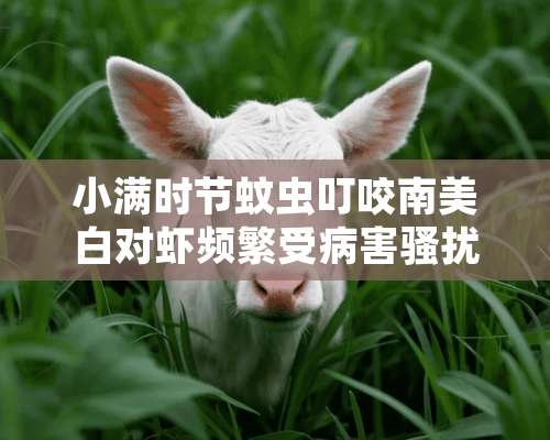 小满时节蚊虫叮咬南美白对虾频繁受病害*扰