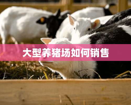 大型养猪场如何销售