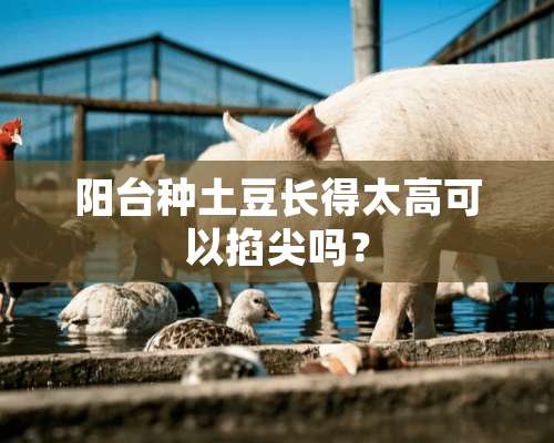 阳台种土豆长得太高可以掐尖吗？