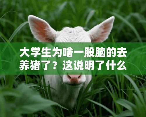 大学生为啥一股脑的去养猪了？这说明了什么？