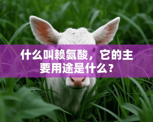 什么叫赖氨酸，它的主要用途是什么？