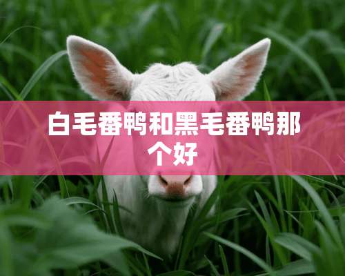 白毛番鸭和黑毛番鸭那个好