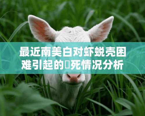 最近南美白对虾蜕壳困难引起的偸死情况分析