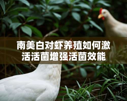 南美白对虾养殖如何激活活菌增强活菌效能