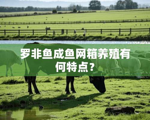 罗非鱼成鱼网箱养殖有何特点？