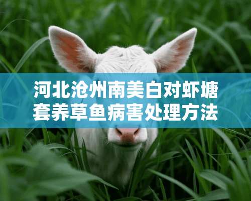 河北沧州南美白对虾塘套养草鱼病害处理方法