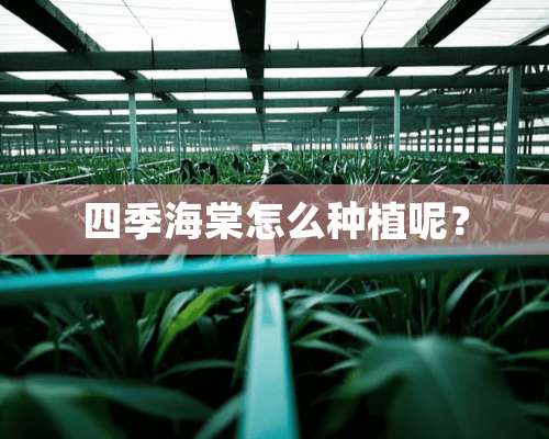 四季海棠怎么种植呢？