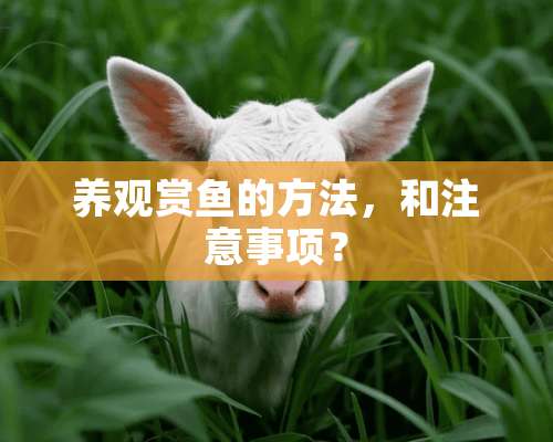 养观赏鱼的方法，和注意事项？