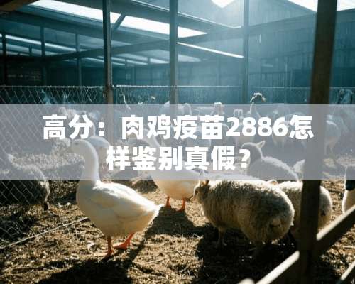 高分：肉鸡疫苗2886怎样鉴别真假？