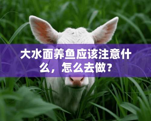 大水面养鱼应该注意什么，怎么去做？