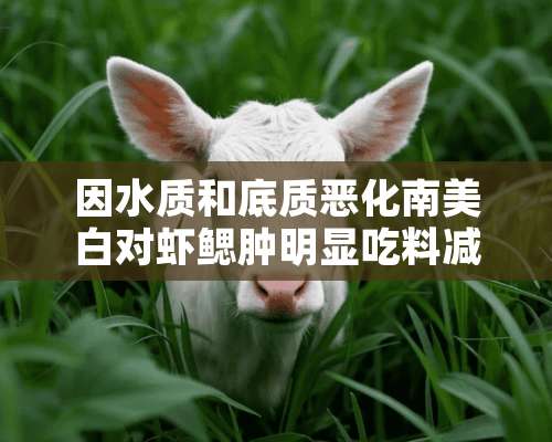 因水质和底质恶化南美白对虾鳃肿明显吃料减慢怎么办