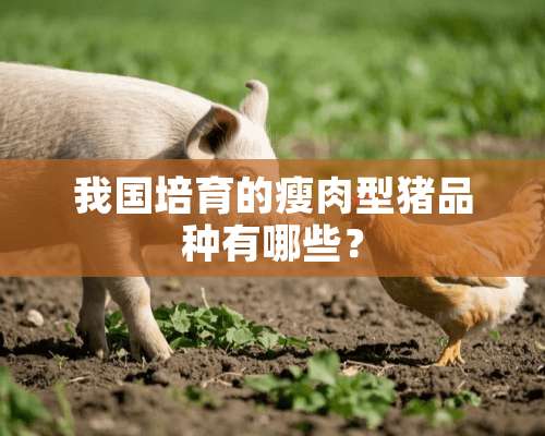 我国培育的瘦肉型猪品种有哪些？