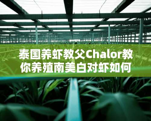 泰国养虾教父Chalor教你养殖南美白对虾如何投料