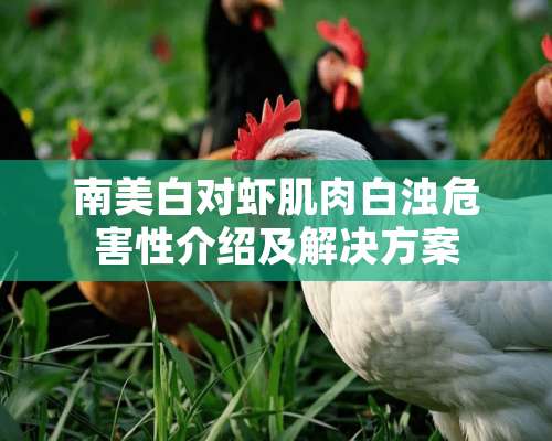 南美白对虾肌肉白浊危害性介绍及解决方案