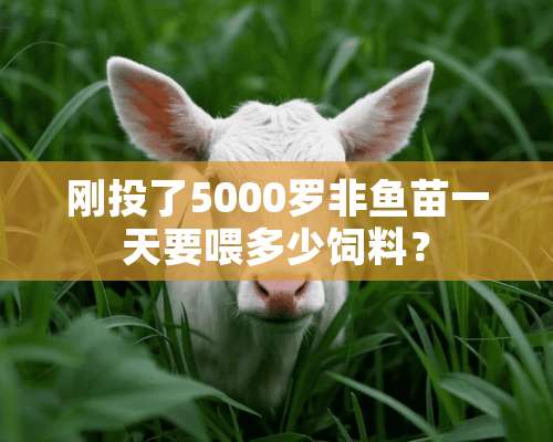 刚投了5000罗非鱼苗一天要喂多少饲料？