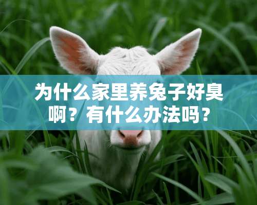 为什么家里养兔子好臭啊？有什么办法吗？