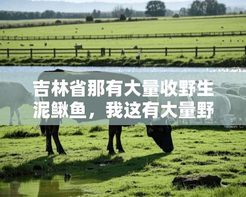 吉林省那有大量收野生泥鳅鱼，我这有大量野生泥鳅