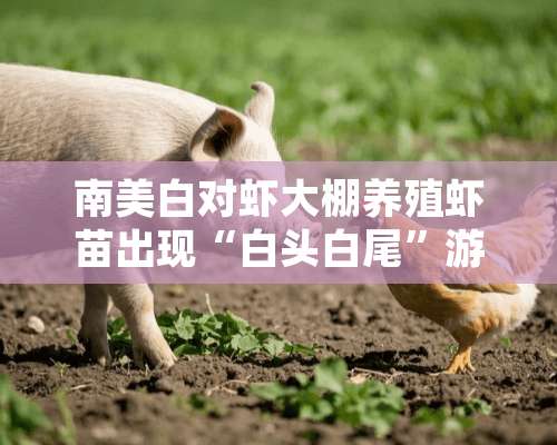 南美白对虾大棚养殖虾苗出现“白头白尾”游塘一例