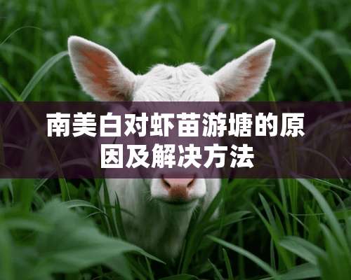 南美白对虾苗游塘的原因及解决方法