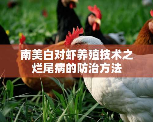 南美白对虾养殖技术之烂尾病的防治方法