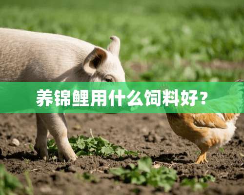 养锦鲤用什么饲料好？