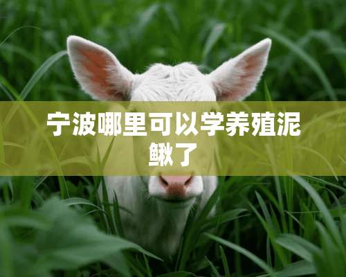 宁波哪里可以学养殖泥鳅了