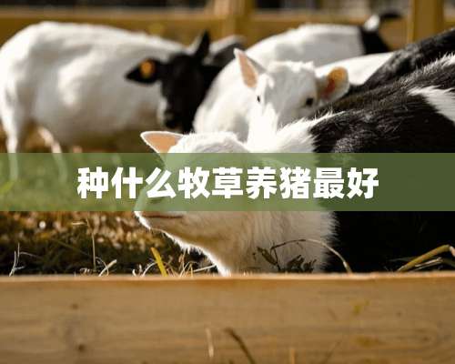 种什么牧草养猪最好