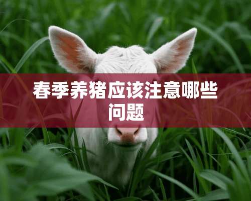 春季养猪应该注意哪些问题