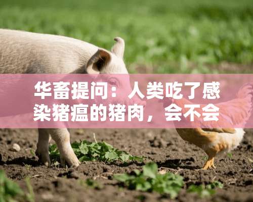 华畜提问：人类吃了感染猪瘟的猪肉，会不会被传染？