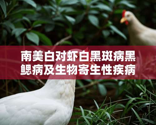 南美白对虾白黑斑病黑鳃病及生物寄生性疾病的防治技术