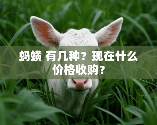 蚂蟥 有几种？现在什么价格收购？