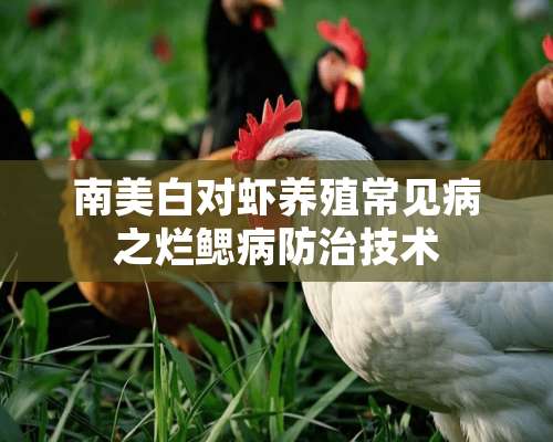 南美白对虾养殖常见病之烂鳃病防治技术