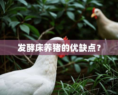 发酵床养猪的优缺点？